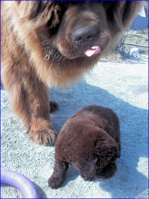 Фото: ньюфаундленд Brownblood MSK Hakim Gold Haydar (Браунблад МСК Хаким Голд Хайдар), ньюфаундленд N'yufort Lapochka Dochka (Ньюфорт Лапочка Дочка), мальчик зелёная лента