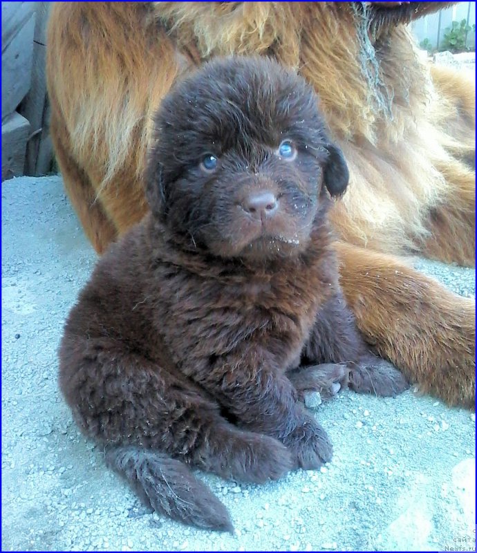 Фото: ньюфаундленд Brownblood MSK Hakim Gold Haydar (Браунблад МСК Хаким Голд Хайдар), ньюфаундленд N'yufort Lapochka Dochka (Ньюфорт Лапочка Дочка), мальчик зелёная лента
