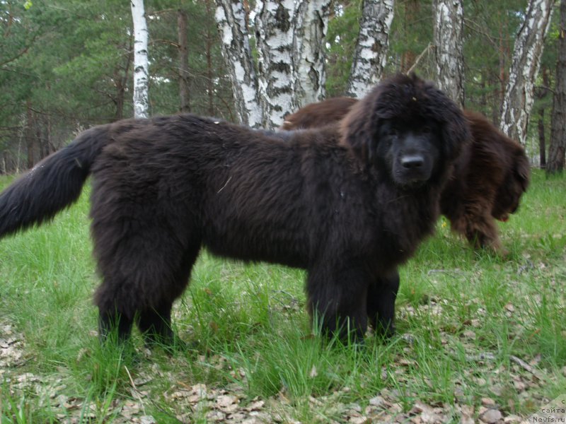 Фото: ньюфаундленд YEkselent B'yuti (Экселент Бьюти)