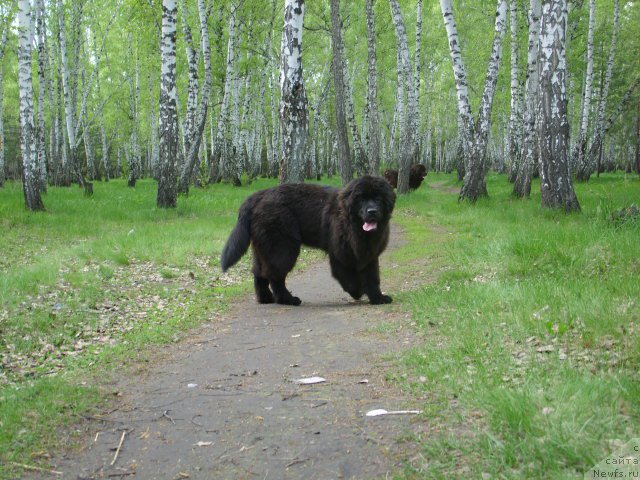 Фото: ньюфаундленд YEkselent B'yuti (Экселент Бьюти)