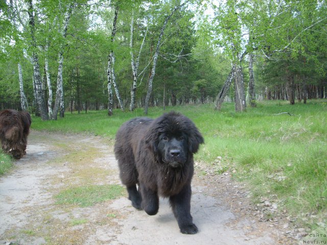 Фото: ньюфаундленд YEkselent B'yuti (Экселент Бьюти)
