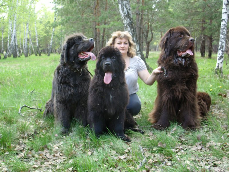 Фото: ньюфаундленд YEkselent B'yuti (Экселент Бьюти), ньюфаундленд CHernyiy SHarm Amber Best Dog FO Marleon (Черный Шарм Амбер Бест Дог ФО Марлеон), ньюфаундленд Akvamarinovaya Krasotka dlya Marleon (Аквамариновая Красотка для Марлеон), Tat'yana SHayduk (Татьяна Шайдук)