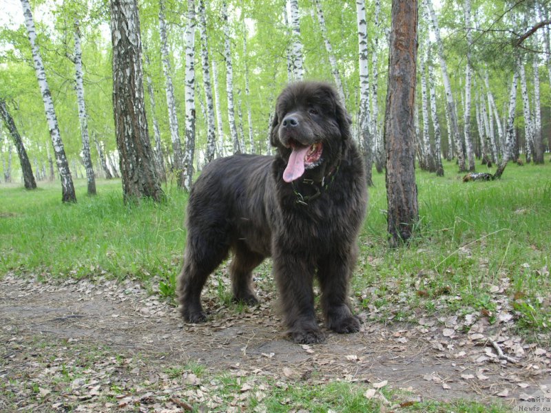 Фото: ньюфаундленд Akvamarinovaya Krasotka dlya Marleon (Аквамариновая Красотка для Марлеон)