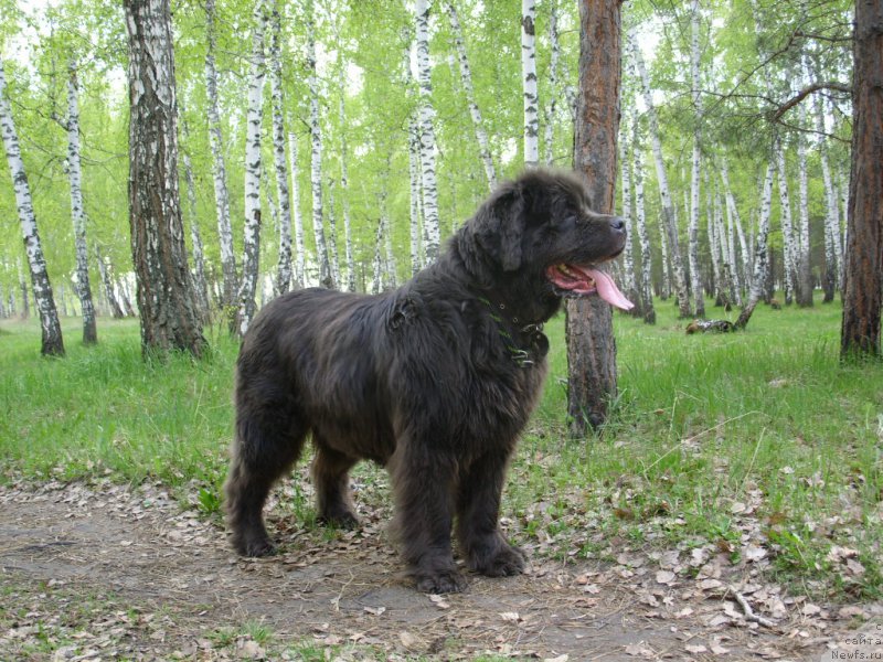 Фото: ньюфаундленд Akvamarinovaya Krasotka dlya Marleon (Аквамариновая Красотка для Марлеон)