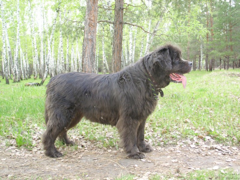 Фото: ньюфаундленд Akvamarinovaya Krasotka dlya Marleon (Аквамариновая Красотка для Марлеон)