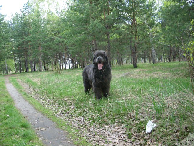 Фото: ньюфаундленд Akvamarinovaya Krasotka dlya Marleon (Аквамариновая Красотка для Марлеон)