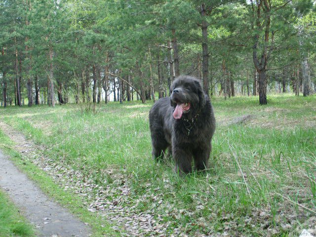 Фото: ньюфаундленд Akvamarinovaya Krasotka dlya Marleon (Аквамариновая Красотка для Марлеон)