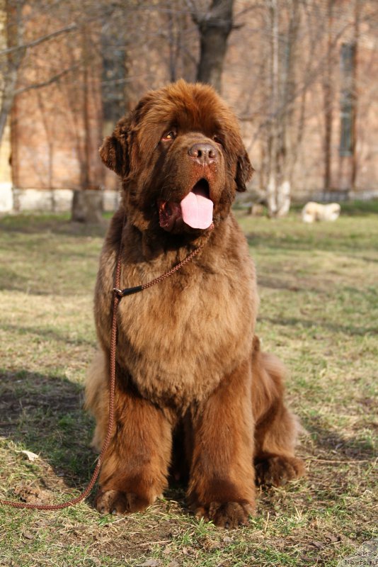 Фото: ньюфаундленд Plushevaya Panda Giorgio Beuerlu Hills (Плюшевая Панда Гиоргио Беуерлу Хиллс)