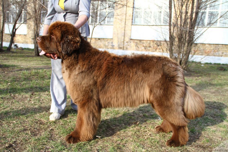 Фото: ньюфаундленд Plushevaya Panda Giorgio Beuerlu Hills (Плюшевая Панда Гиоргио Беуерлу Хиллс)