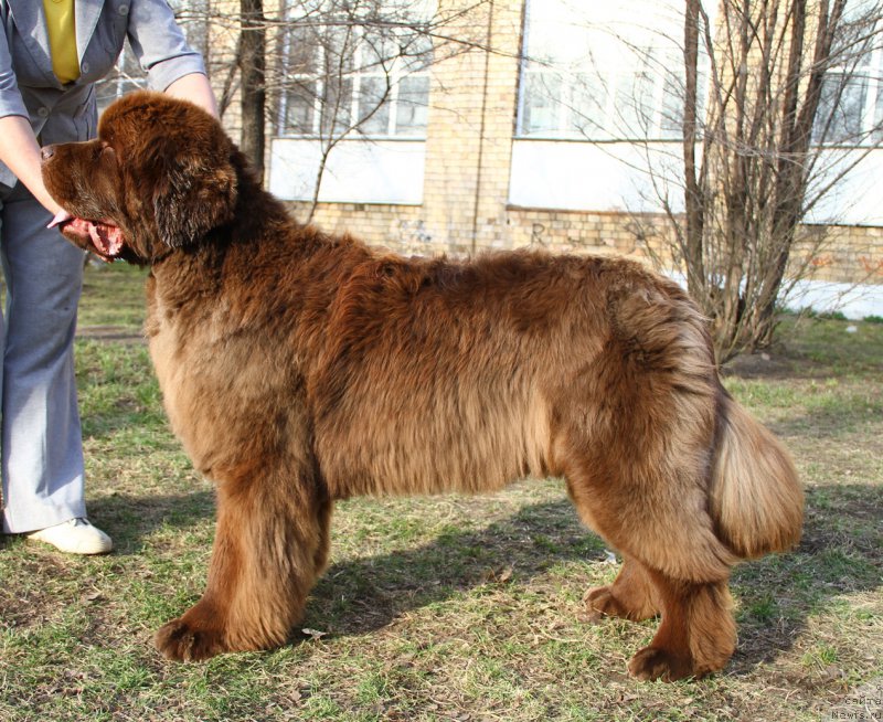 Фото: ньюфаундленд Plushevaya Panda Giorgio Beuerlu Hills (Плюшевая Панда Гиоргио Беуерлу Хиллс)
