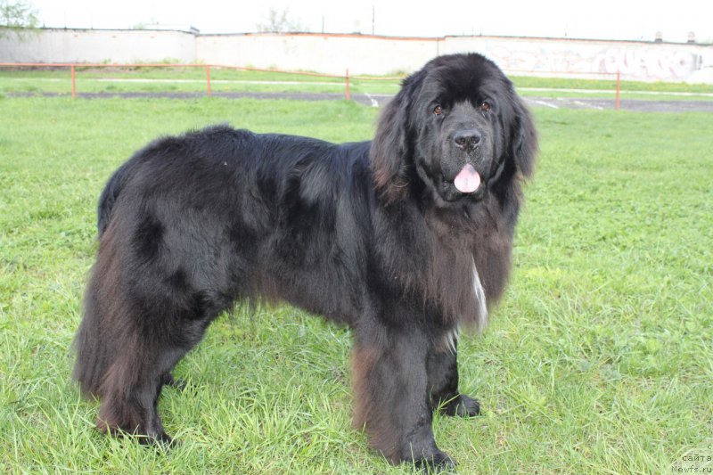 Фото: ньюфаундленд Li San (Ли Сан)