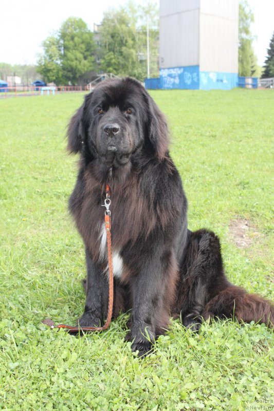 Фото: ньюфаундленд Li San (Ли Сан)