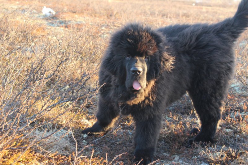 Фото: ньюфаундленд Daymond King (Даймонд Кинг)