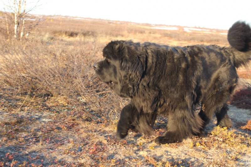 Фото: ньюфаундленд YAntarnaya Mechta (Янтарная Мечта)