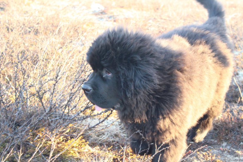 Фото: ньюфаундленд Daymond King (Даймонд Кинг)