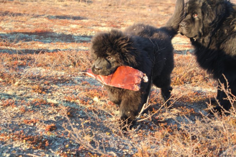 Фото: ньюфаундленд Daymond King (Даймонд Кинг)