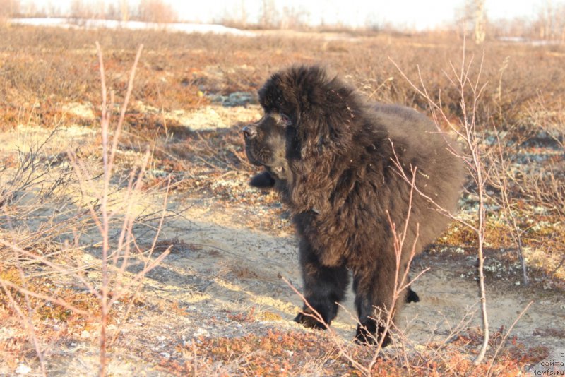 Фото: ньюфаундленд Daymond King (Даймонд Кинг)