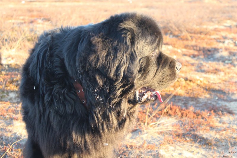 Фото: ньюфаундленд Allegians Brayt Prospekt (Аллегианс Брайт Проспект)