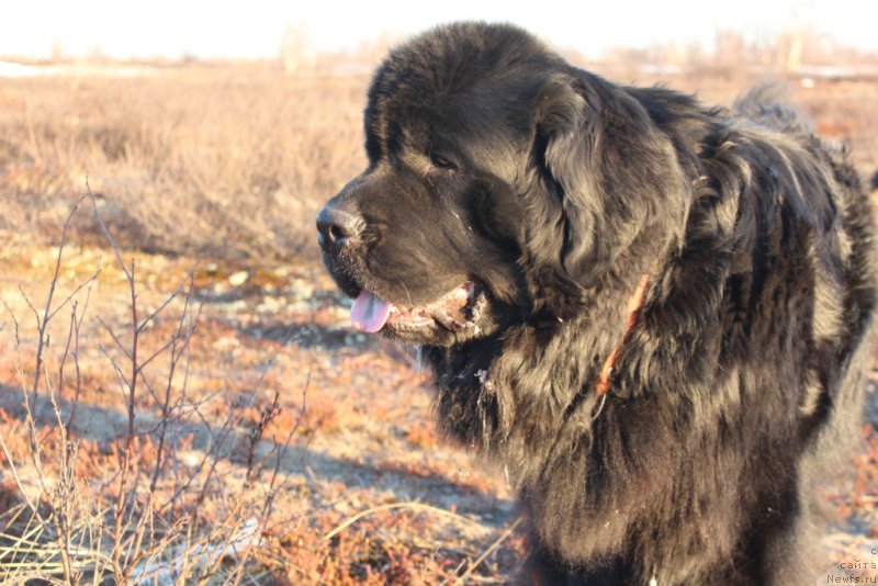 Фото: ньюфаундленд Allegians Brayt Prospekt (Аллегианс Брайт Проспект)