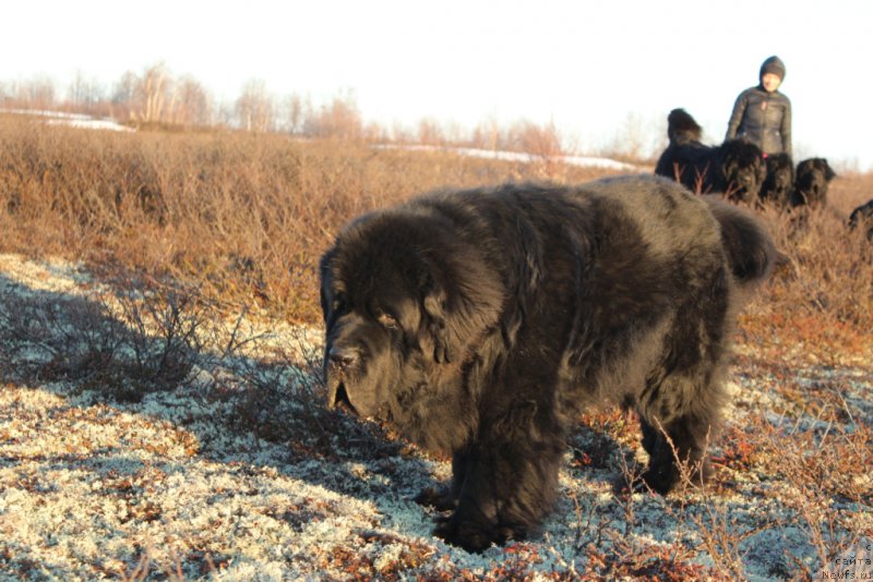 Фото: ньюфаундленд Beguschaya po Volnam Zero Kool (Бегущая по Волнам Зеро Коол)