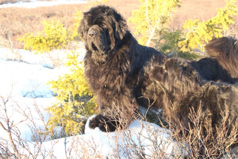 Фотография № 206664