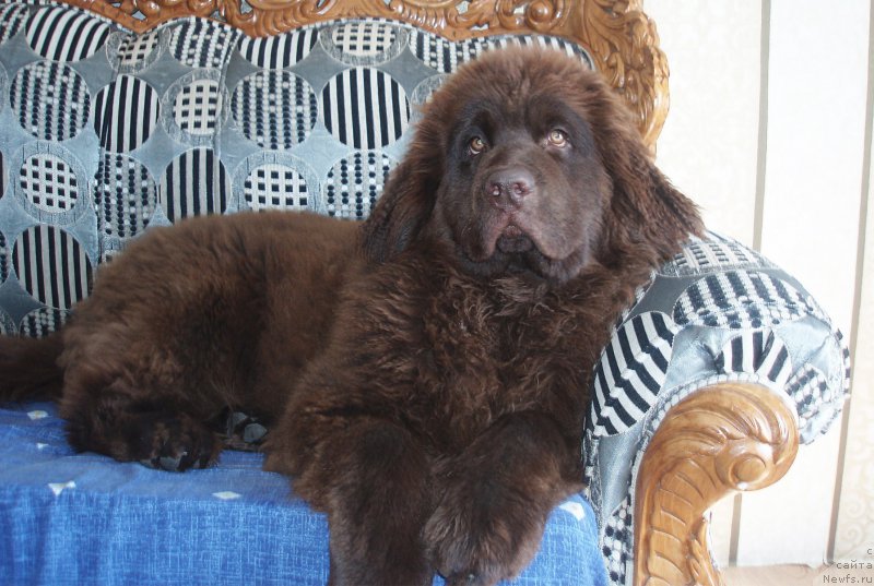 Фото: ньюфаундленд Brownblood MSK Sabina Ester (Браунблад МСК Сабина Эстер)