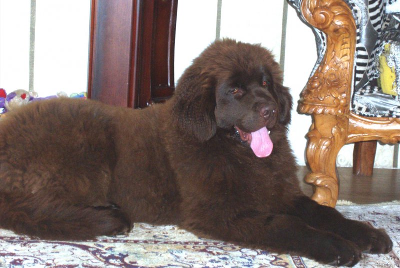 Фото: ньюфаундленд Brownblood MSK Sabina Ester (Браунблад МСК Сабина Эстер)