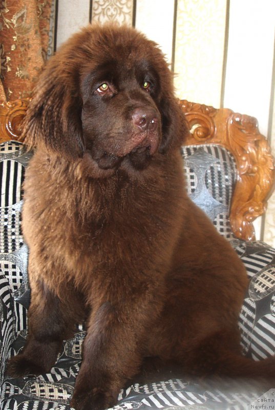 Фото: ньюфаундленд Brownblood MSK Sabina Ester (Браунблад МСК Сабина Эстер)