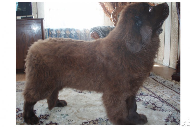 Фото: ньюфаундленд Brownblood MSK Sabina Ester (Браунблад МСК Сабина Эстер)