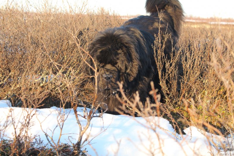 Фотография № 206674