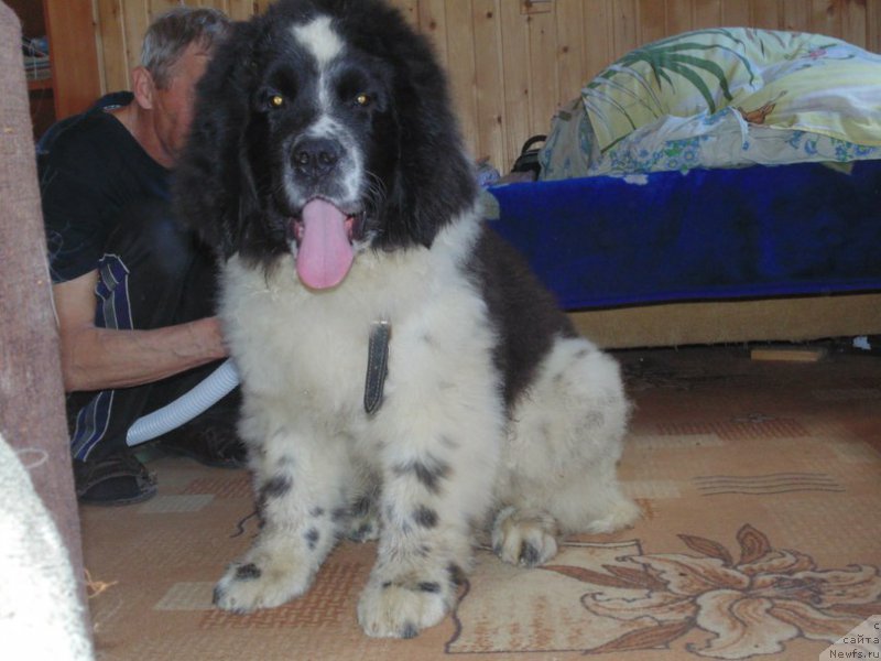 Фото: ньюфаундленд Bering ot Karel'skih Medvedey (Беринг от Карельских Медведей)