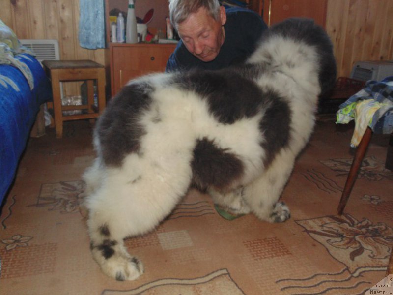 Фото: ньюфаундленд Bering ot Karel'skih Medvedey (Беринг от Карельских Медведей)