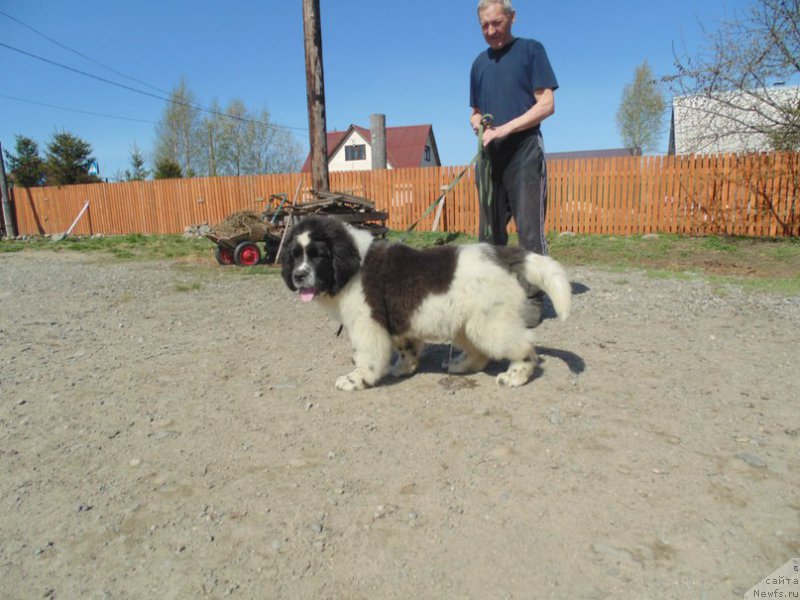Фото: ньюфаундленд Bering ot Karel'skih Medvedey (Беринг от Карельских Медведей)