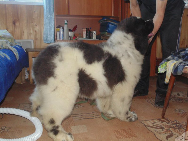 Фото: ньюфаундленд Bering ot Karel'skih Medvedey (Беринг от Карельских Медведей)