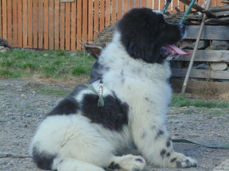 Фото: ньюфаундленд Bering ot Karel'skih Medvedey (Беринг от Карельских Медведей)