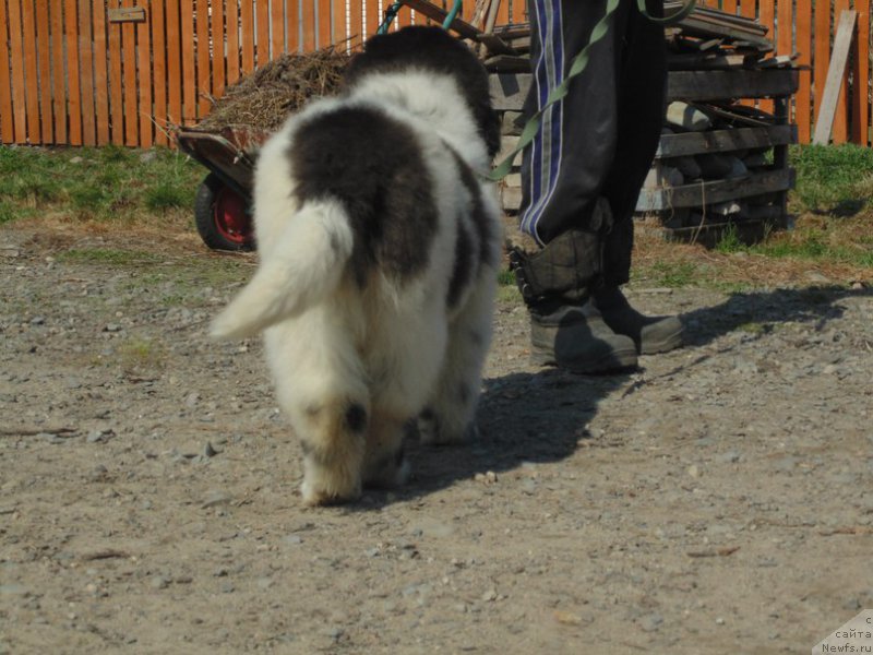 Фото: ньюфаундленд Bering ot Karel'skih Medvedey (Беринг от Карельских Медведей)