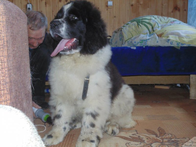 Фото: ньюфаундленд Bering ot Karel'skih Medvedey (Беринг от Карельских Медведей)