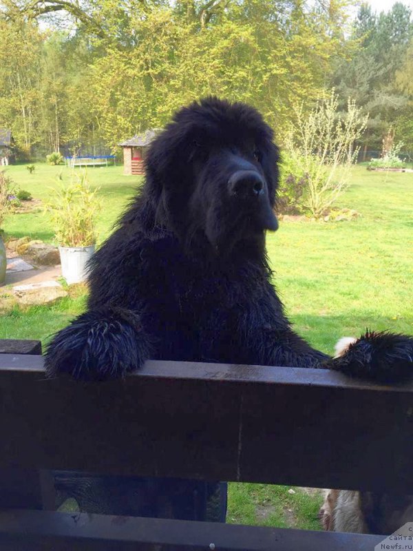 Фото: ньюфаундленд Flyufi Avalanch Voevoda (Флюфи Аваланч Воевода)