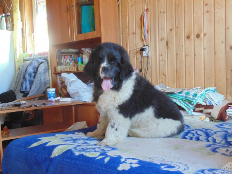 Фото: ньюфаундленд Baffi ot Karel'skih Medvedey (Баффи от Карельских Медведей)