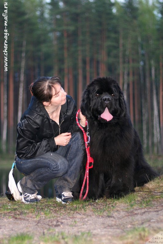 Фото: ньюфаундленд Chernaya Mafia Must Have (Черная Мафия Муст Хаве), YUliya Naumova (Юлия Наумова)