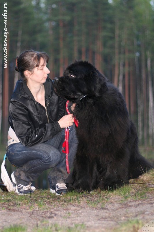 Фото: ньюфаундленд Chernaya Mafia Must Have (Черная Мафия Муст Хаве), YUliya Naumova (Юлия Наумова)