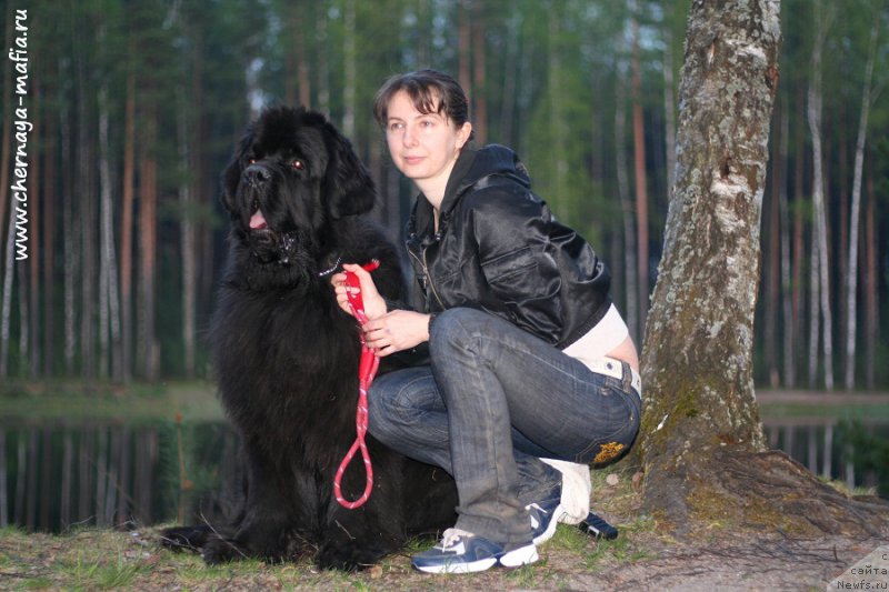 Фото: ньюфаундленд Chernaya Mafia Must Have (Черная Мафия Муст Хаве), YUliya Naumova (Юлия Наумова)