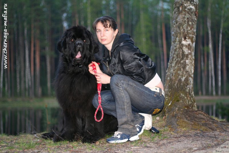 Фото: ньюфаундленд Chernaya Mafia Must Have (Черная Мафия Муст Хаве), YUliya Naumova (Юлия Наумова)