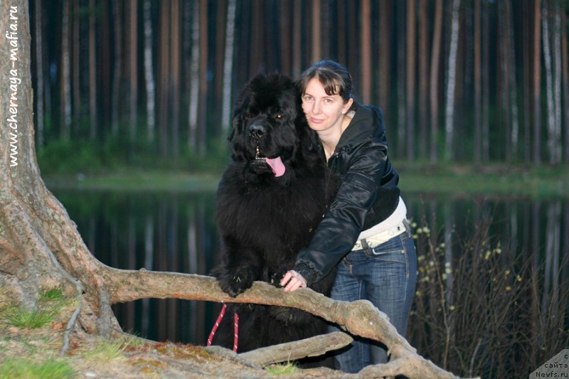 Фото: ньюфаундленд Chernaya Mafia Must Have (Черная Мафия Муст Хаве), YUliya Naumova (Юлия Наумова)