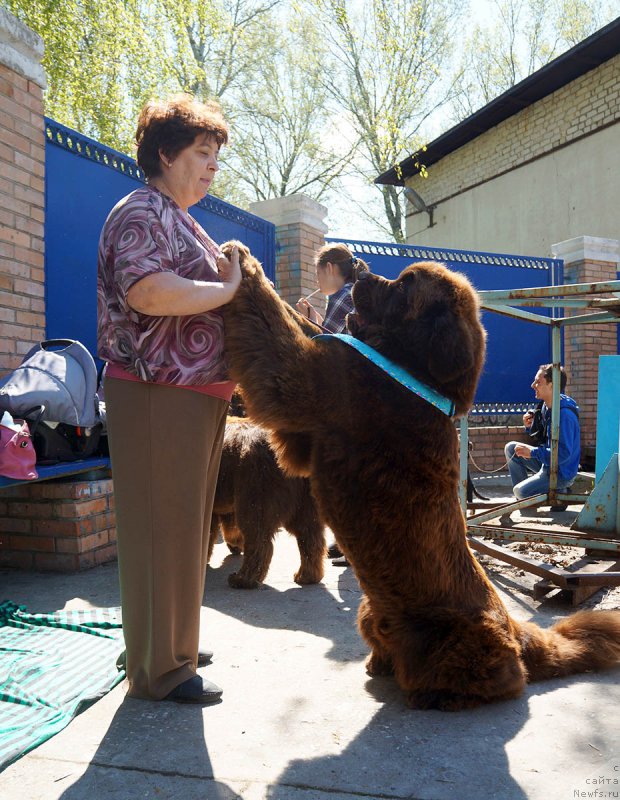 Фото: ньюфаундленд Charli The Best Helfi Pel (Чарли Де Бест Хелфи Пэл)