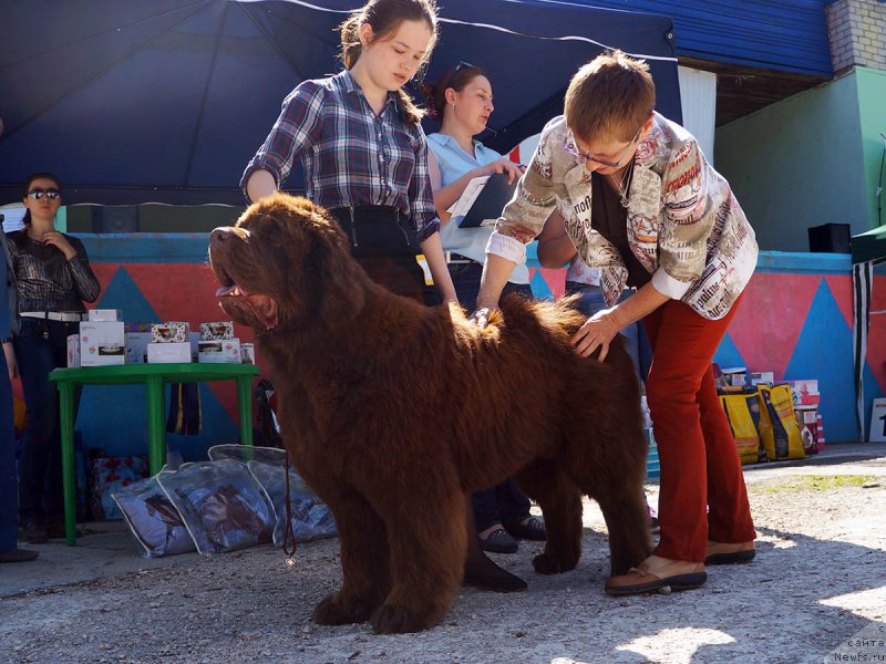 Фото: ньюфаундленд Charmer Denkam Bronze (Чармер Денкам Бронз), Mariya SHmeleva (Мария Шмелева)