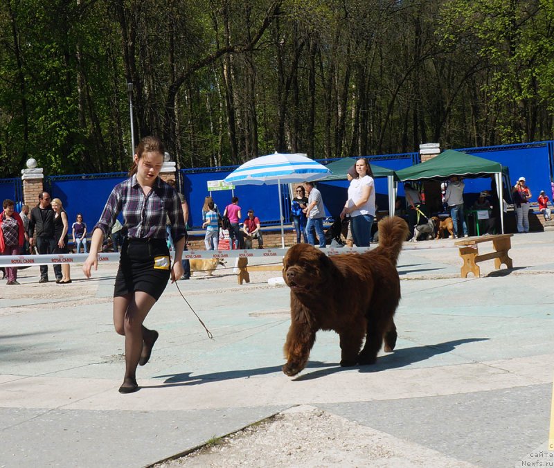 Фото: ньюфаундленд Charmer Denkam Bronze (Чармер Денкам Бронз), Mariya SHmeleva (Мария Шмелева)