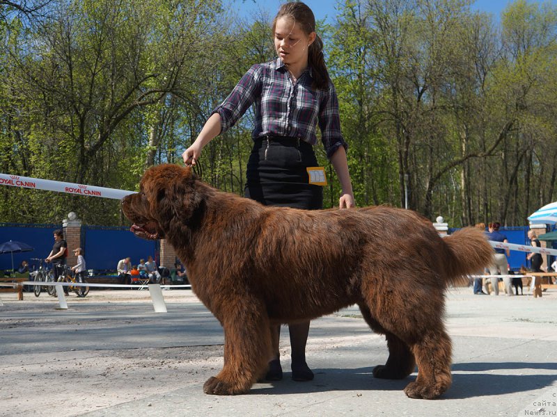 Фото: ньюфаундленд Charmer Denkam Bronze (Чармер Денкам Бронз), Mariya SHmeleva (Мария Шмелева)