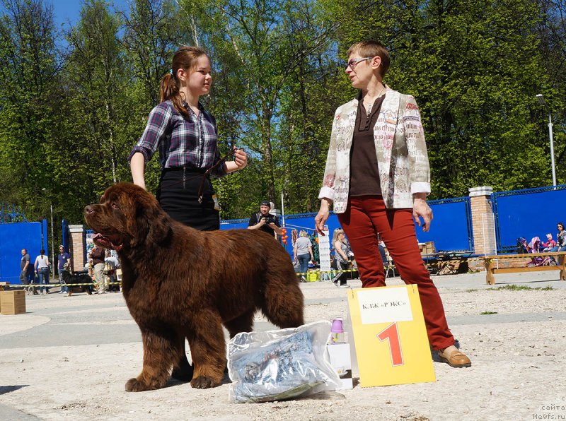 Фото: ньюфаундленд Charmer Denkam Bronze (Чармер Денкам Бронз), Mariya SHmeleva (Мария Шмелева)