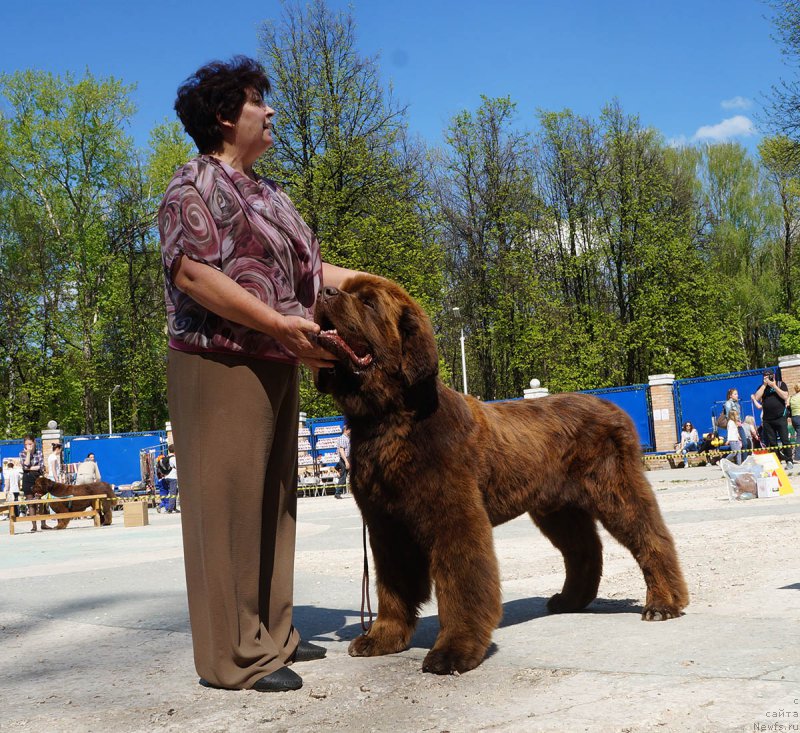 Фото: ньюфаундленд Charli The Best Helfi Pel (Чарли Де Бест Хелфи Пэл)